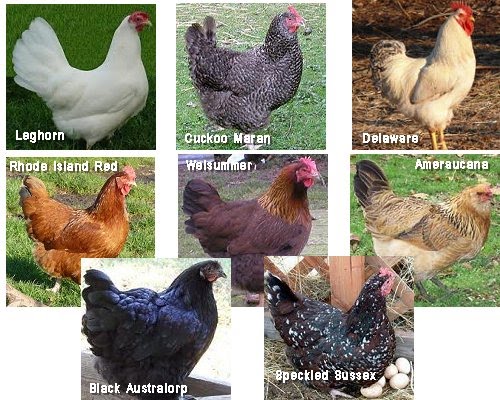 breeds of chickens